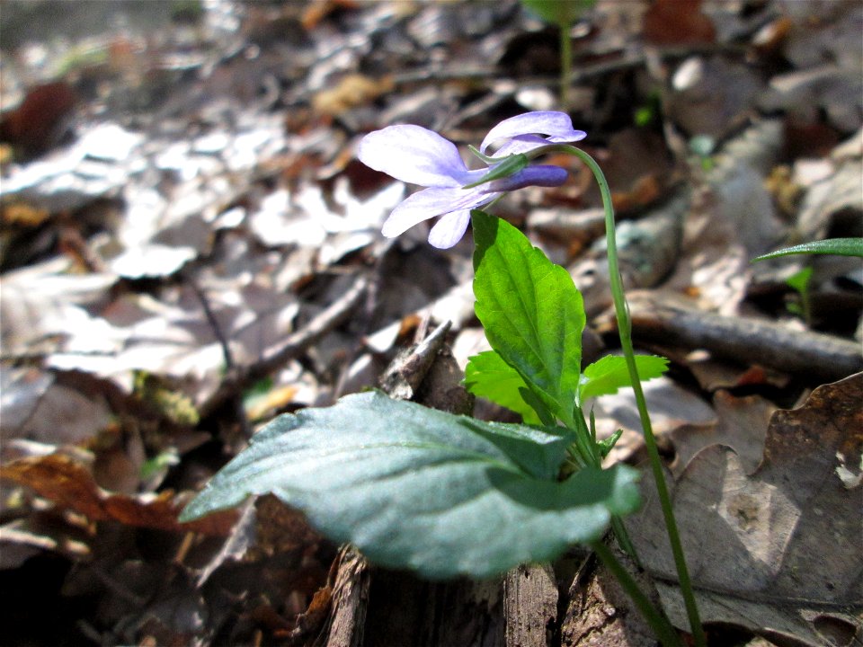 Wald-Veilchen (Viola reichenbachiana) im Steinbachtal bei Saarbrücken