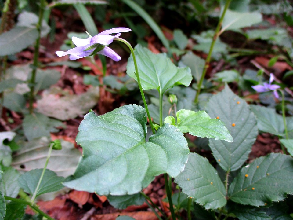 Wald-Veilchen (Viola reichenbachiana) im Naturschutzgebiet „Steinbachtal / Netzbachtal“