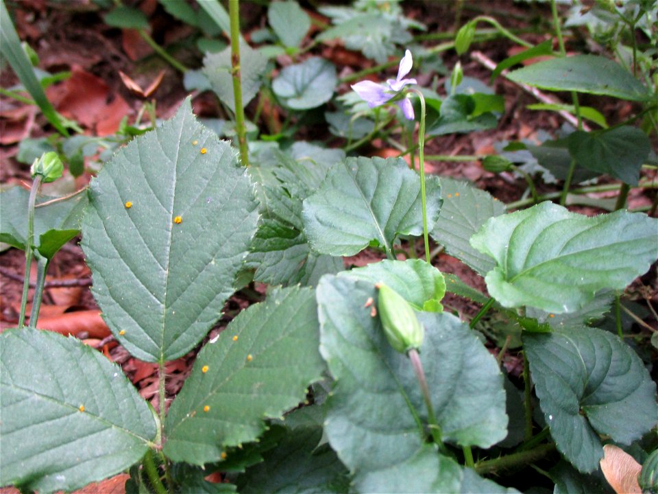 Wald-Veilchen (Viola reichenbachiana) im Naturschutzgebiet „Steinbachtal / Netzbachtal“