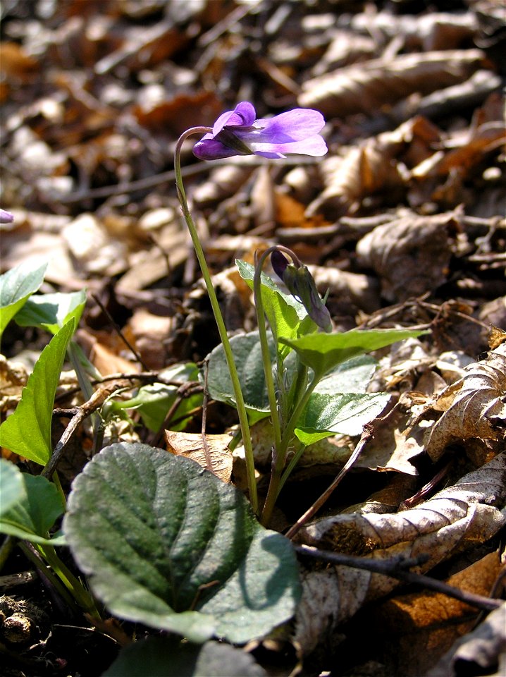 Viola reichenbachiana, Peliny near the town Choceň, Czech Republic