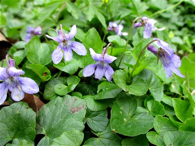 Wald-Veilchen (Viola reichenbachiana) im Meerwald bei Bübingen