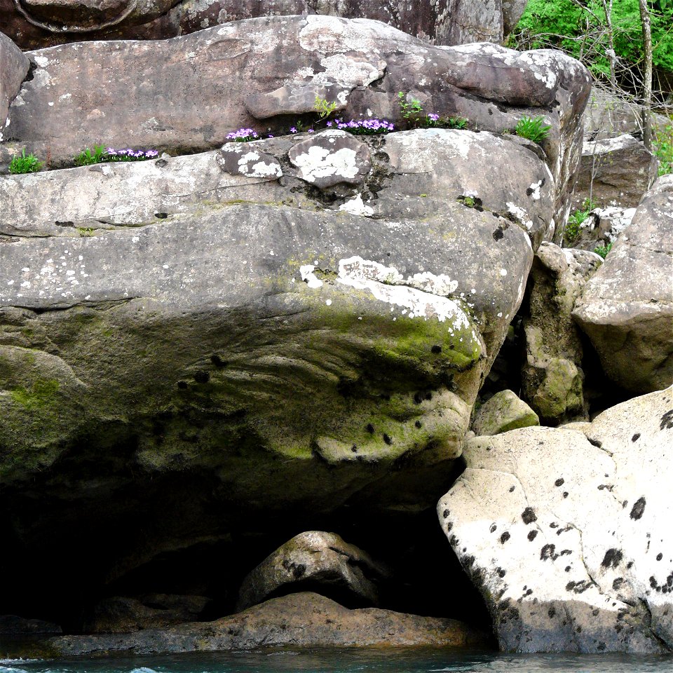 Birdsfoot Violets (Viola pedata) bloom in the rocks above the Gauley River, near the tailwaters of the Summersville Dam.Photo taken with a Panasonic Lumix DMC-FZ50 in Nicholas County, WV, USA.