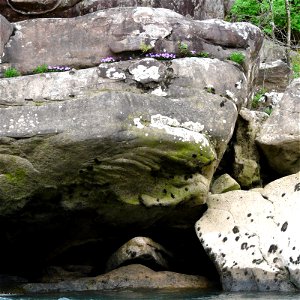 Birdsfoot Violets (Viola pedata) bloom in the rocks above the Gauley River, near the tailwaters of the Summersville Dam.Photo taken with a Panasonic Lumix DMC-FZ50 in Nicholas County, WV, USA. photo