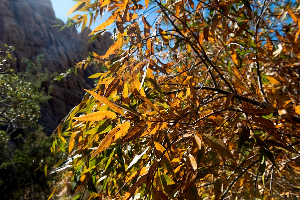 NPS / Emily Hassell

Alt text: Green and yellow leaves of a Goodding's willow (Salix gooddingii) are flooded with sunlight.