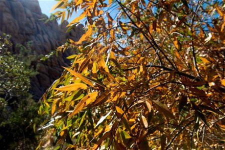 NPS / Emily Hassell

Alt text: Green and yellow leaves of a Goodding's willow (Salix gooddingii) are flooded with sunlight.