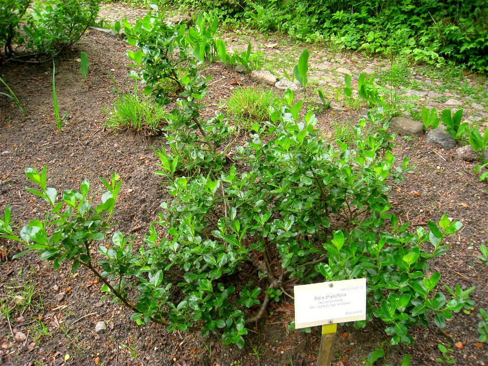 Salix phylicifolia specimen, in the Botanischer Garten, Berlin-Dahlem (Berlin Botanical Garden), Berlin, Germany.