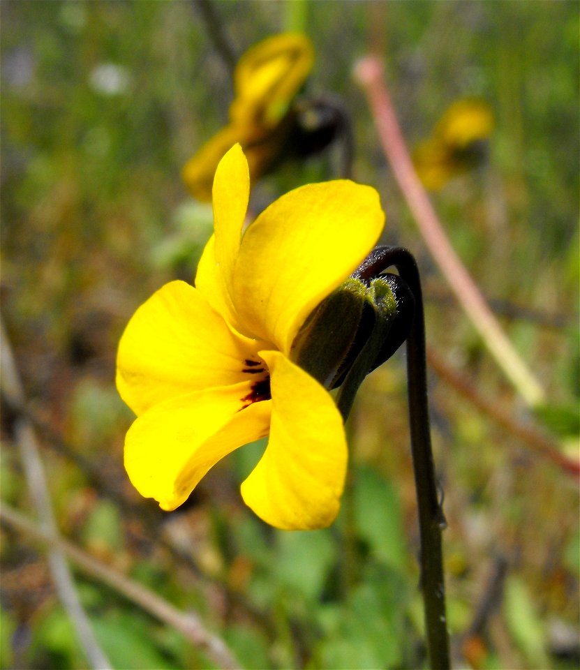 Viola pedunculata — California golden violet.
At Lake Poway, in San Diego County, Peninsular Ranges, Southern California.