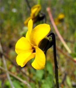 Viola pedunculata — California golden violet. At Lake Poway, in San Diego County, Peninsular Ranges, Southern California. photo