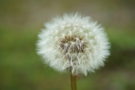 Dandelion fluffy tender