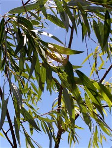 Leaves of the Cape Silver Willow or Salix mucronata photo