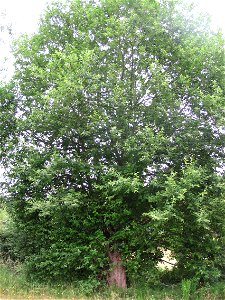 Salix aurita, a species of willow, in Saint-Aubin-le-Cauf, Seine-Maritime, Haute-Normandie, France.
