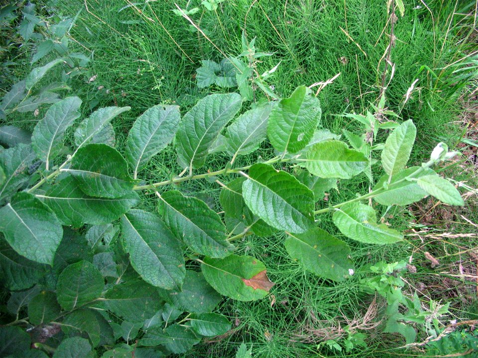 Salix aurita, a species of willow, in Saint-Aubin-le-Cauf, Seine-Maritime, Haute-Normandie, France.