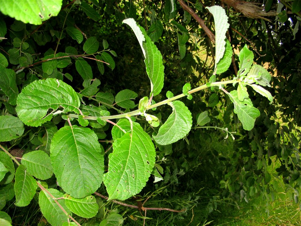 Salix aurita, a species of willow, in Saint-Aubin-le-Cauf, Seine-Maritime, Haute-Normandie, France.