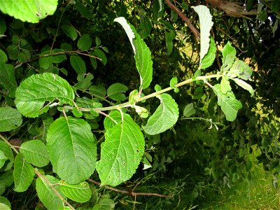 Salix aurita, a species of willow, in Saint-Aubin-le-Cauf, Seine-Maritime, Haute-Normandie, France.
