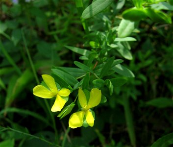 Hypericum hypericoides, sandy riverscour of the  Locust Fork of the Black Warrior River, Blount County, Alabama.