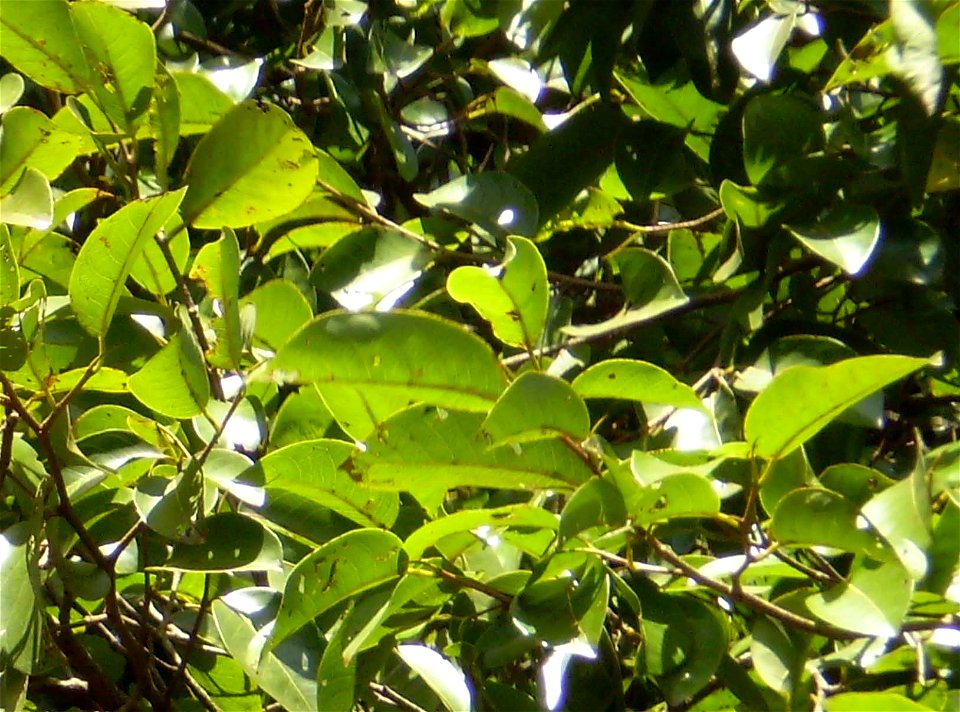 Leaves of Irvingia malayana