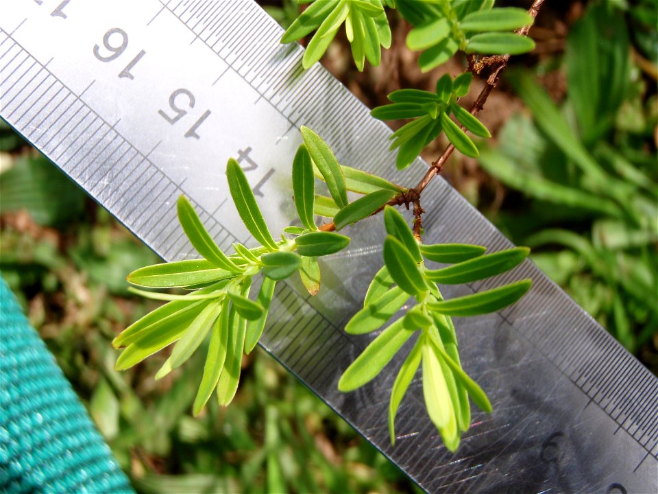 St. Andrew's Cross (Hypericum macrosepalum) - leaf, photo taken 2010-03-15 St. David's, St. George's Parish, Bermuda.