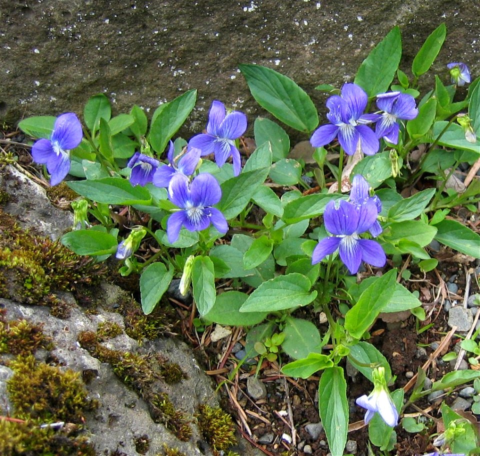 Viola canina
Ssp. Montana


Photo by Salvor taken in the botanical garden in Reykjavik.