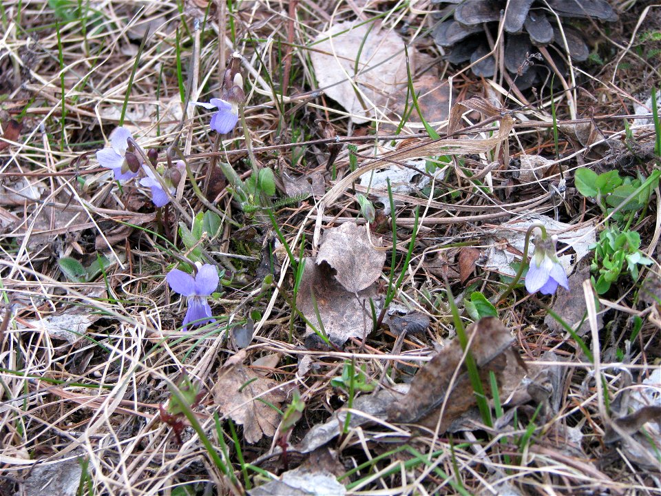 Viola rupestris. Flowering plants. Russia, Komi Republic, near Ukhta