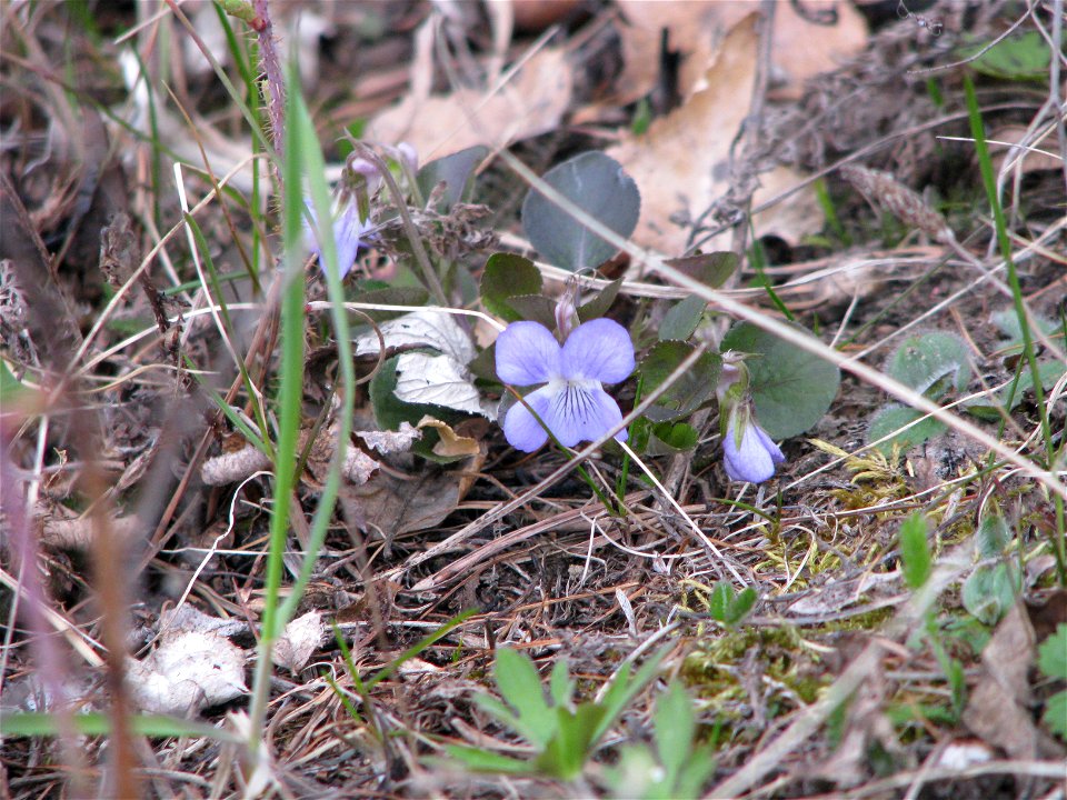 Viola rupestris. Flowering plants. Russia, Komi Republic, near Ukhta