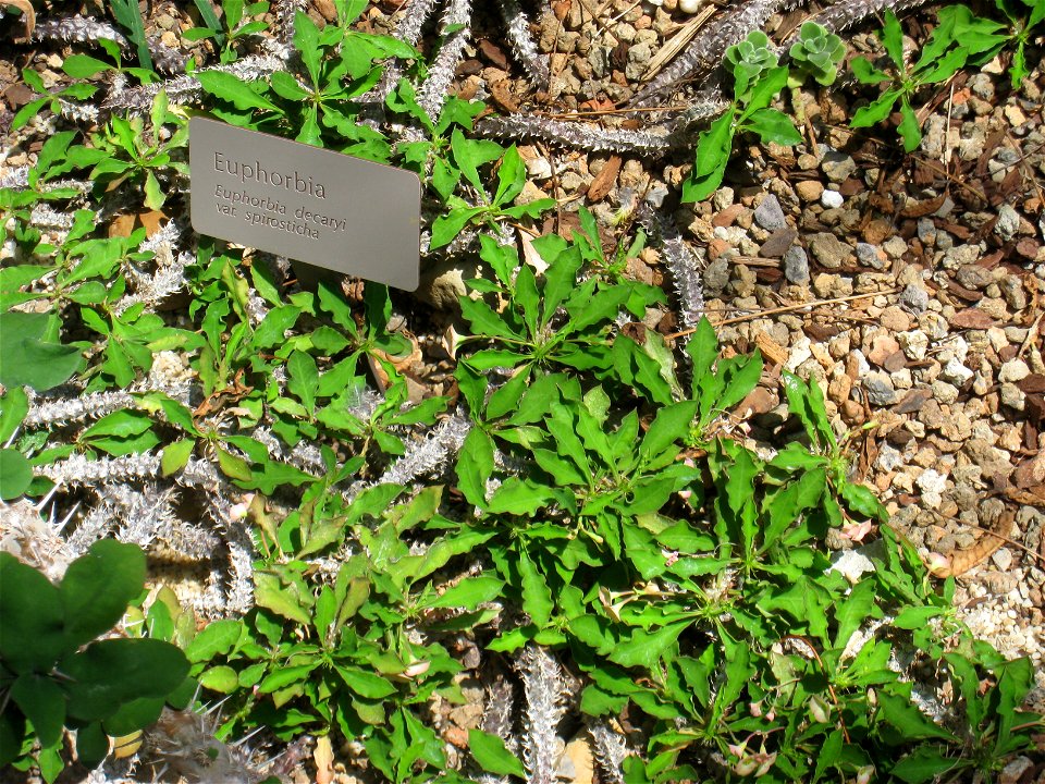 Euphorbia decaryi var. spirosticha in the Cleveland Botanical Garden, Cleveland, Ohio, USA.