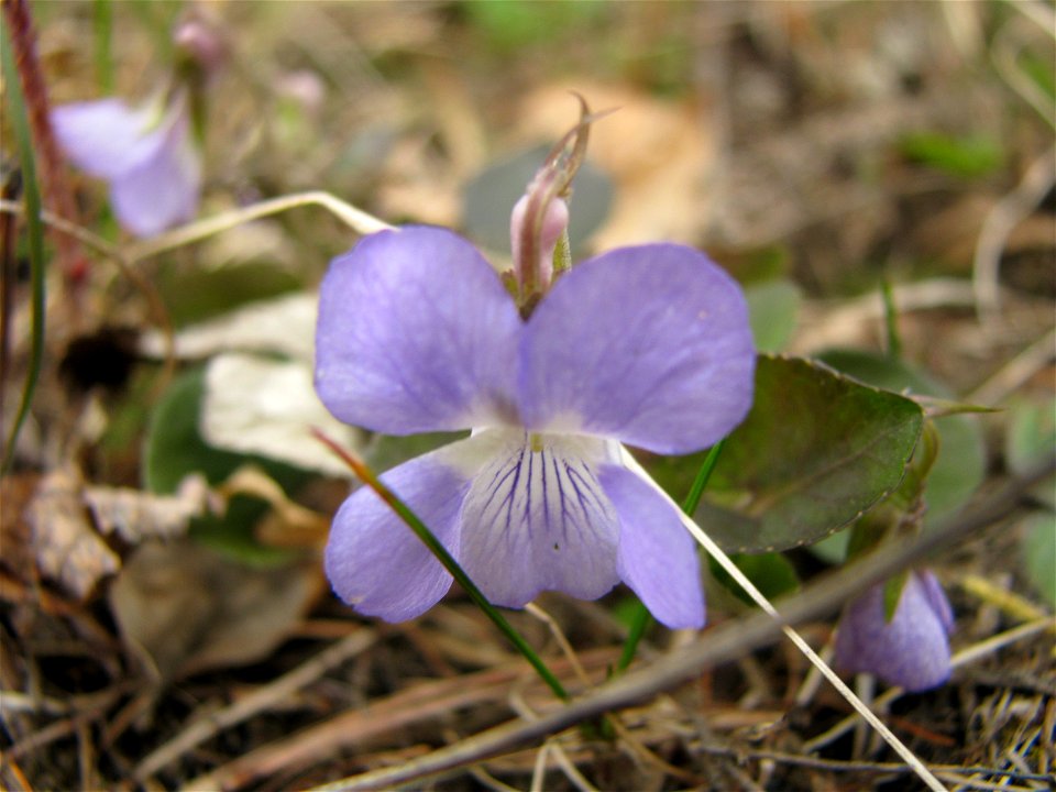 Viola rupestris. Flower. Russia, Komi Republic, near Ukhta