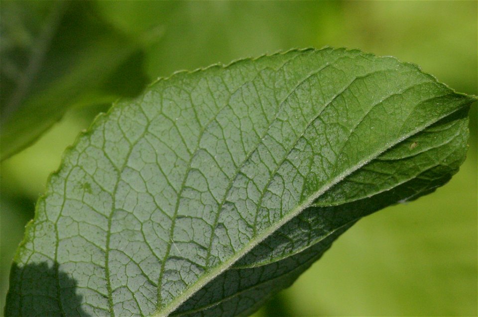 Salix myrsinifolia