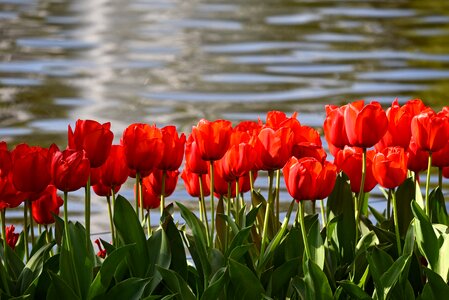 Plant bulbous bloom photo