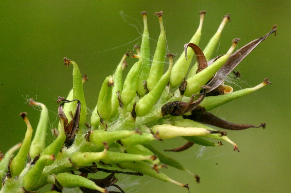 Salix myrsinifolia