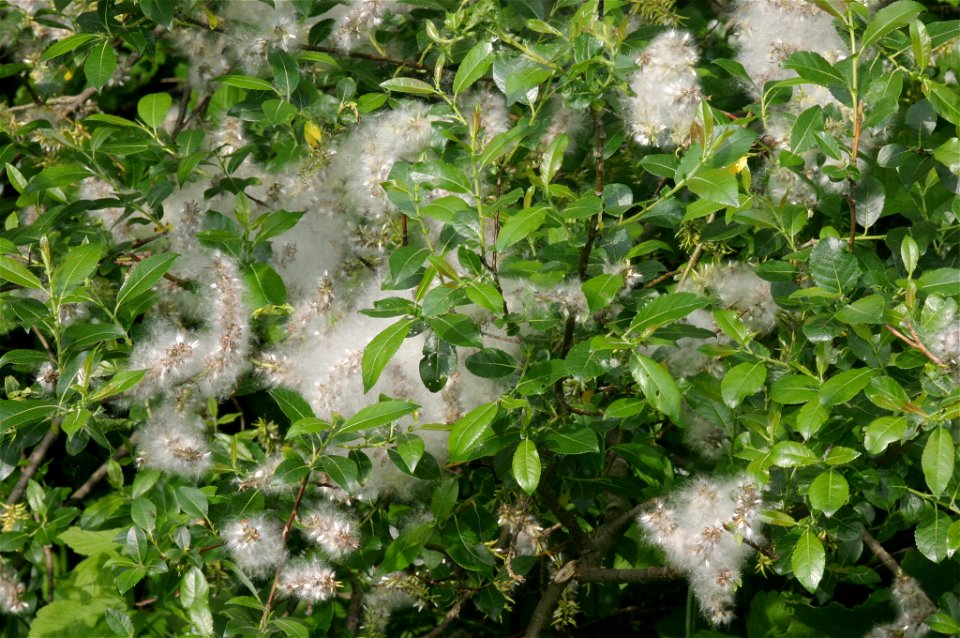 Salix myrsinifolia