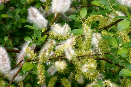 Salix myrsinifolia