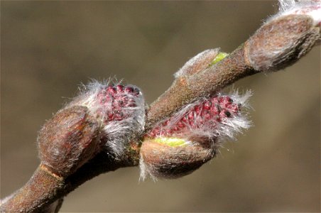 Salix myrsinifolia