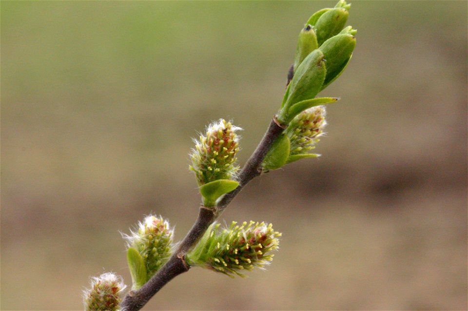 Salix myrsinifolia