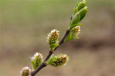 Salix myrsinifolia