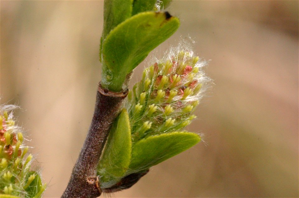 Salix myrsinifolia