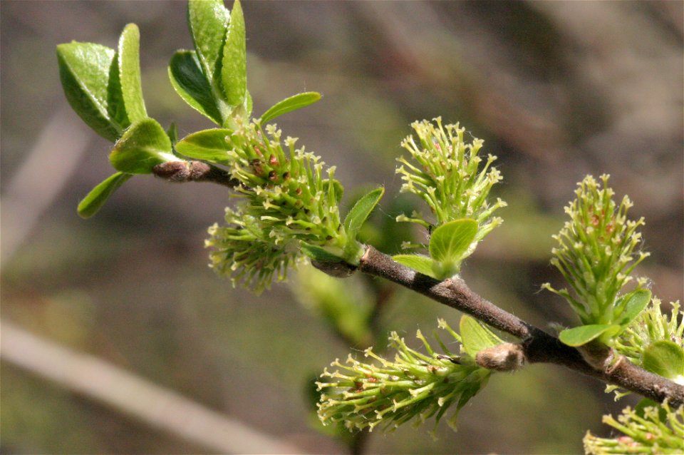 Salix myrsinifolia
