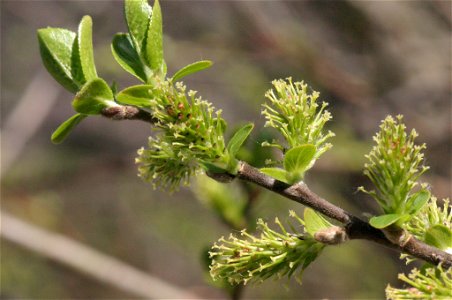 Salix myrsinifolia