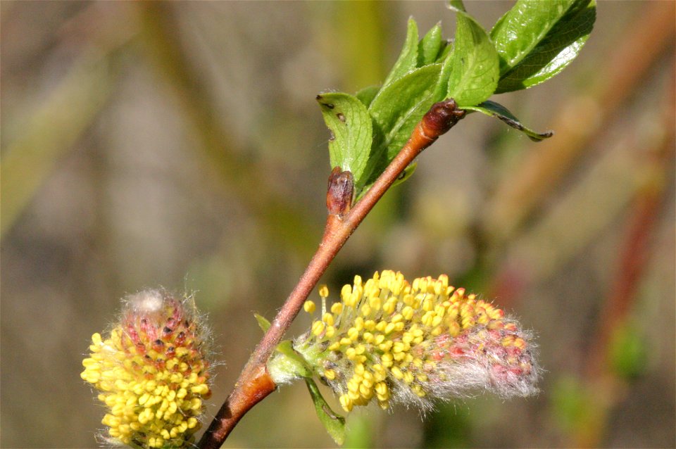 Salix myrsinifolia