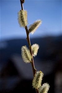 Männliche Blütenkätzchen der Reif-Weide (Salix daphnoides)