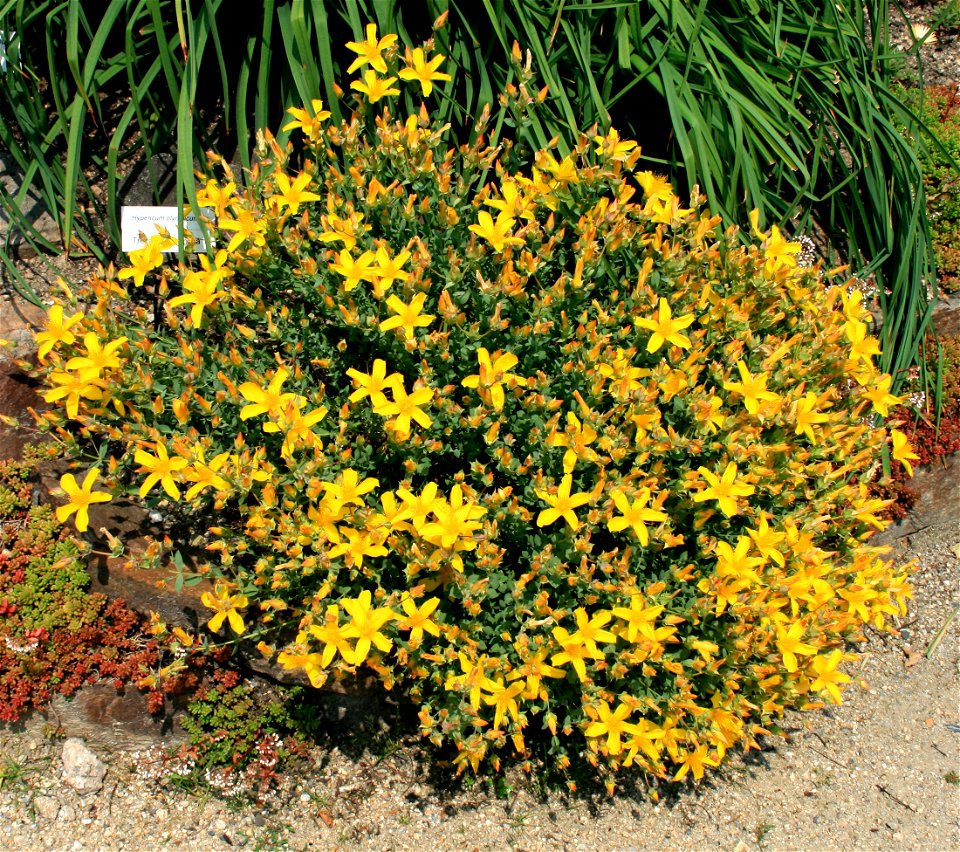 Hypericum olympicum in Botanical Garden Liberec, Czech Republic