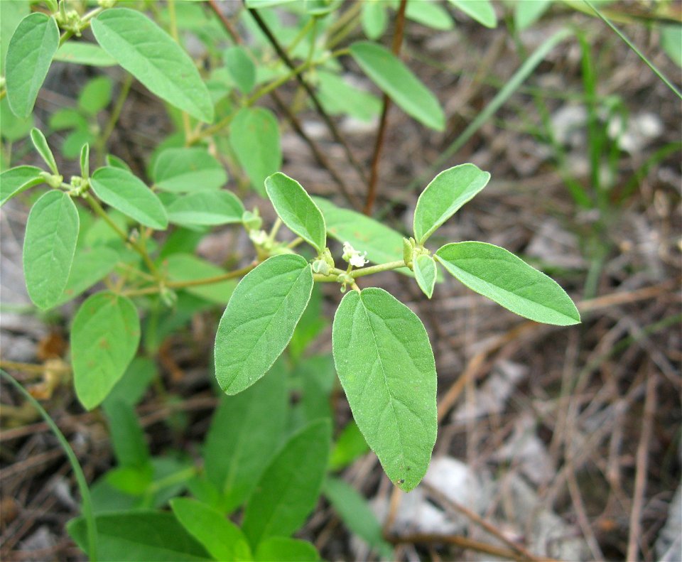 Croton monanthogynus found in Logan County Glade State Nature Preserve, Logan County, Kentucky.