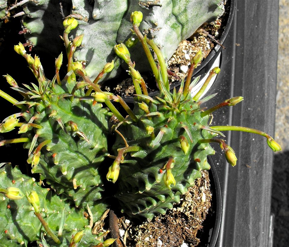 The hybrid Euphorbia "spiralis", NOT the species Euphorbia spiralis !!! at the San Diego Home & Garden Show, California, USA.
