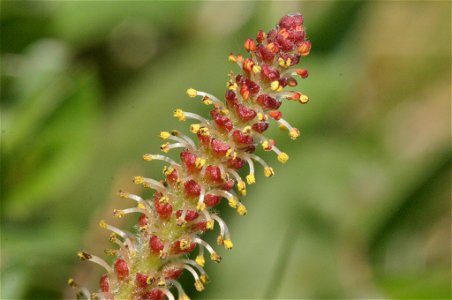 Salix reticulata