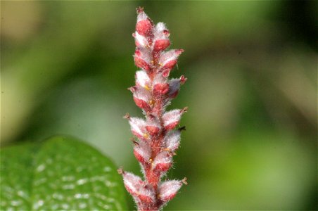 Salix reticulata