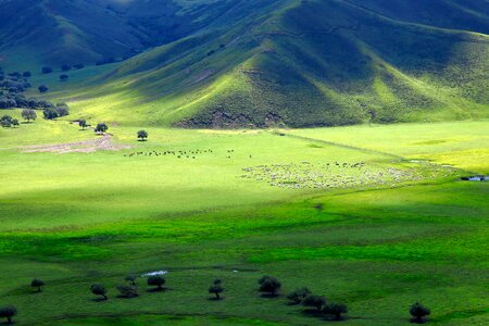 Horqin prairie sheep photo