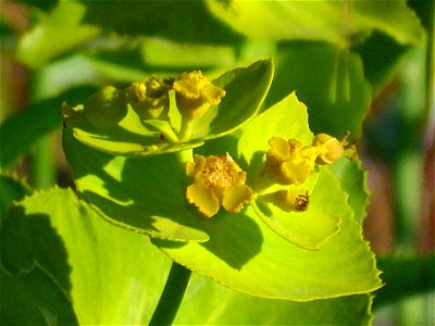 Euphorbia serrata close up Campo de Calatrava, Spain