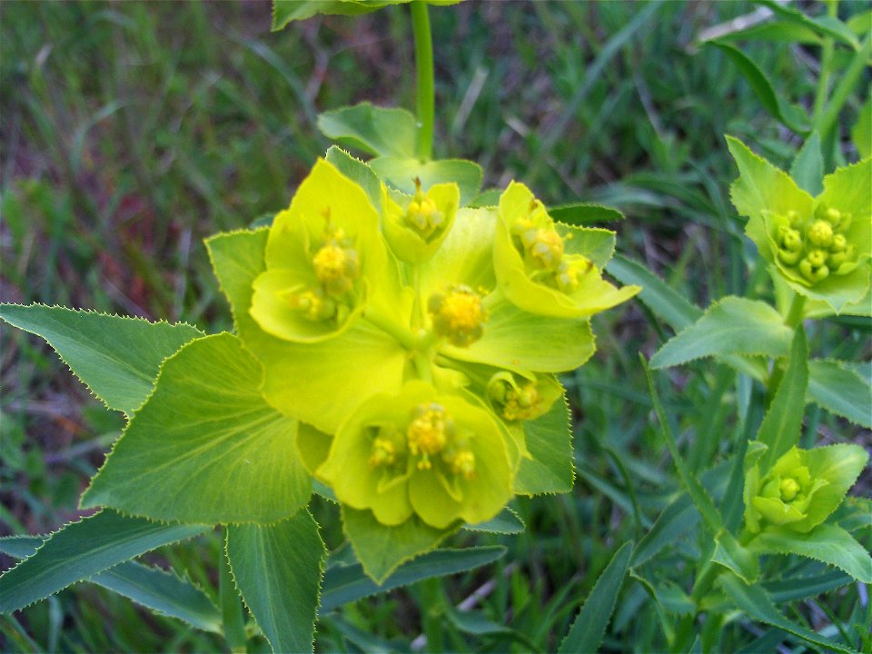 Euphorbia serrata Flowers Close up, Campo de Calatrava, Spain