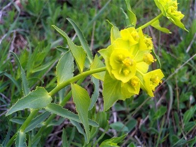 Euphorbia serrata Flowers Close up, Campo de Calatrava, Spain