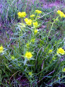 Euphorbia serrata Flowers Close up, Campo de Calatrava, Spain