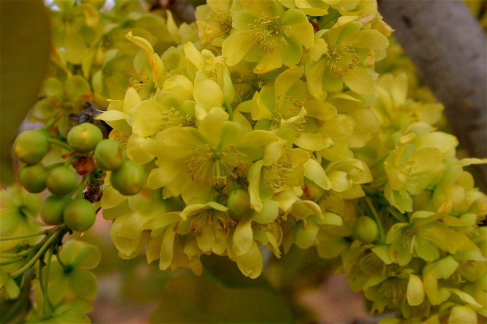 Ochna pulchra, close-up of flowers, Magaliesberg, South Africa